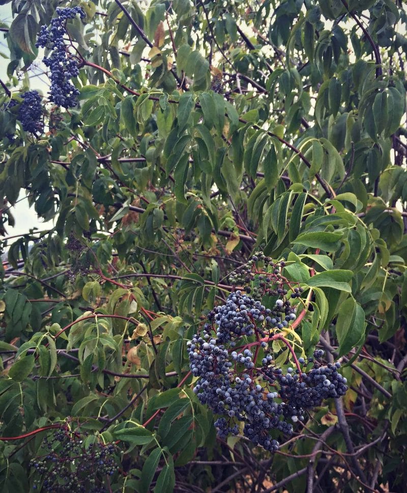 Foraging for Elderberries