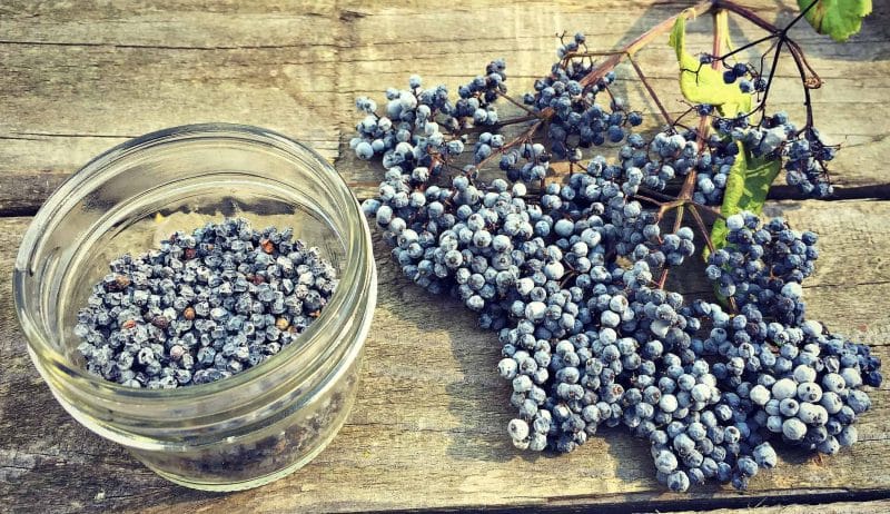 Foraging for Elderberries