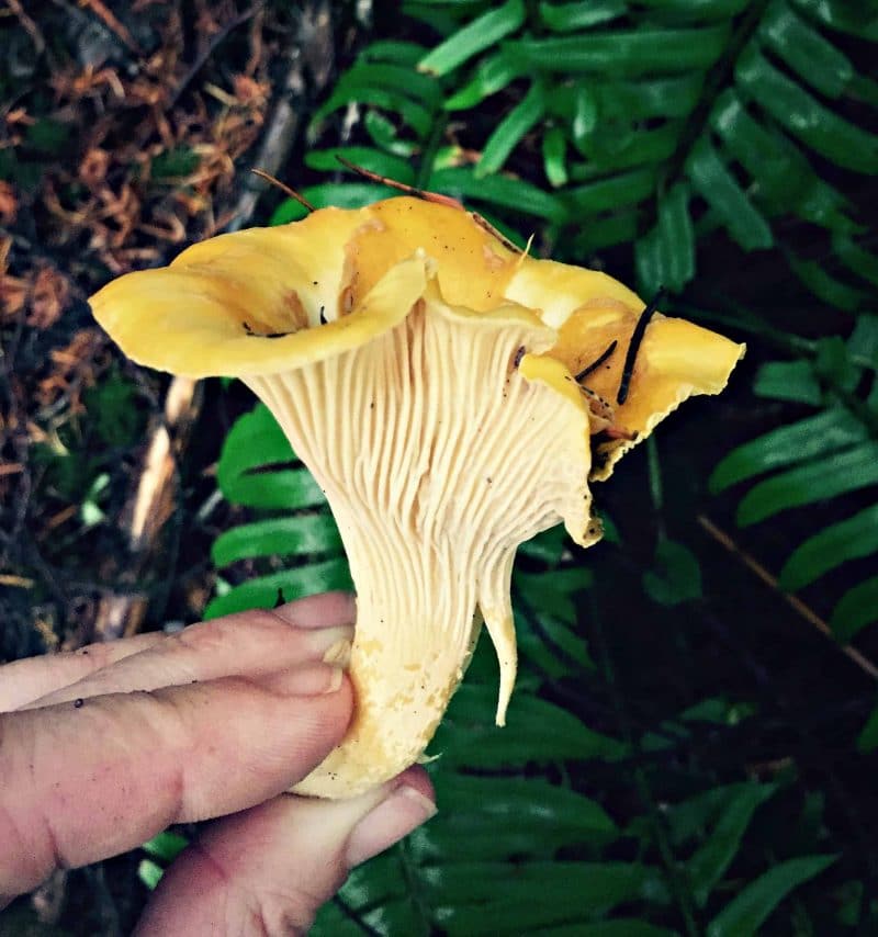 chanterelle mushrooms mushroom foraging holding chanterelles poisonous wild alike identify false similar forage growforagecookferment