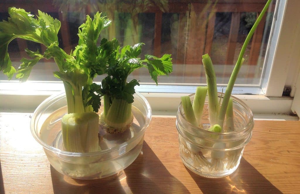 regrow veggies