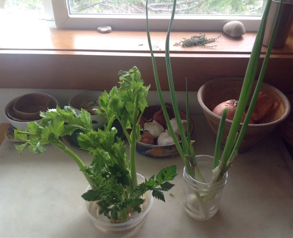 regrow celery and green onions