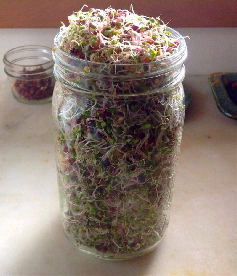 how to grow sprouts