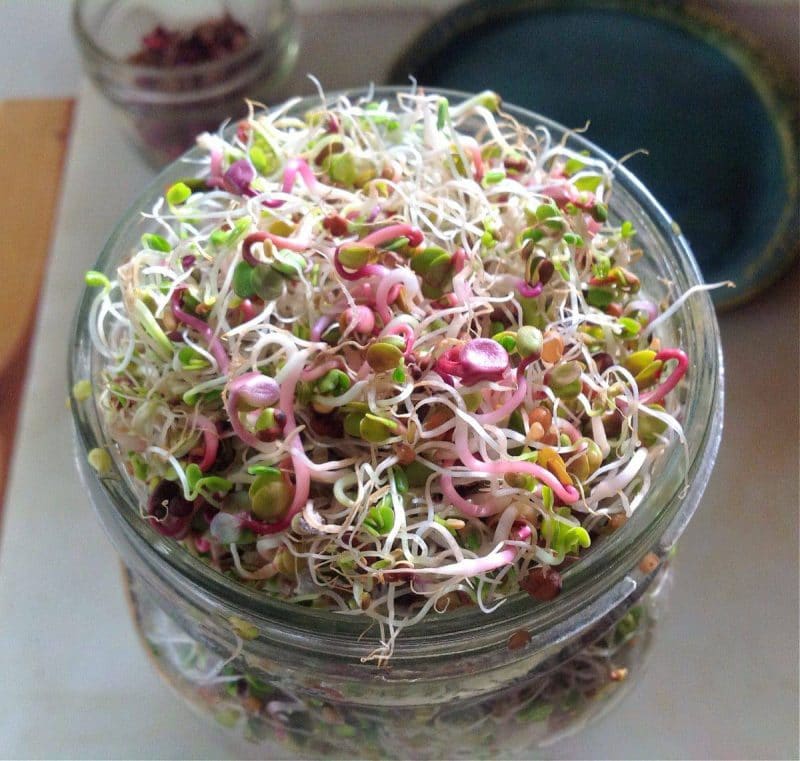 homegrown sprouts in a mason jar