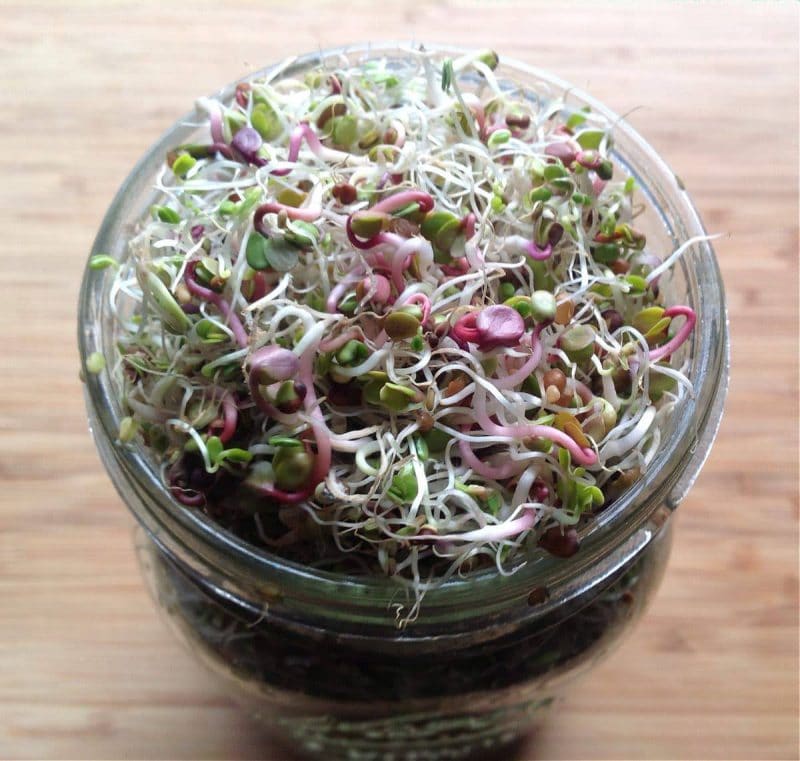 how to grow sprouts