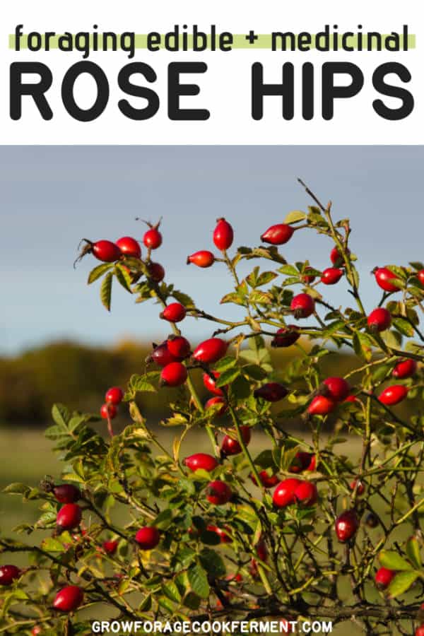 Foraging Rose Hips & Wild Rose Identification, Harvesting, & Uses