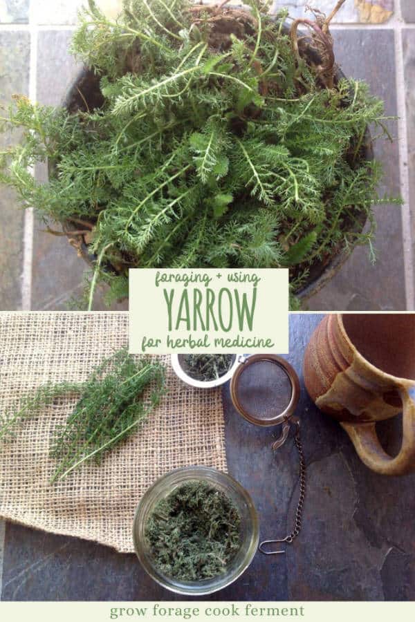 Foraging for Yarrow Nature's Medicine