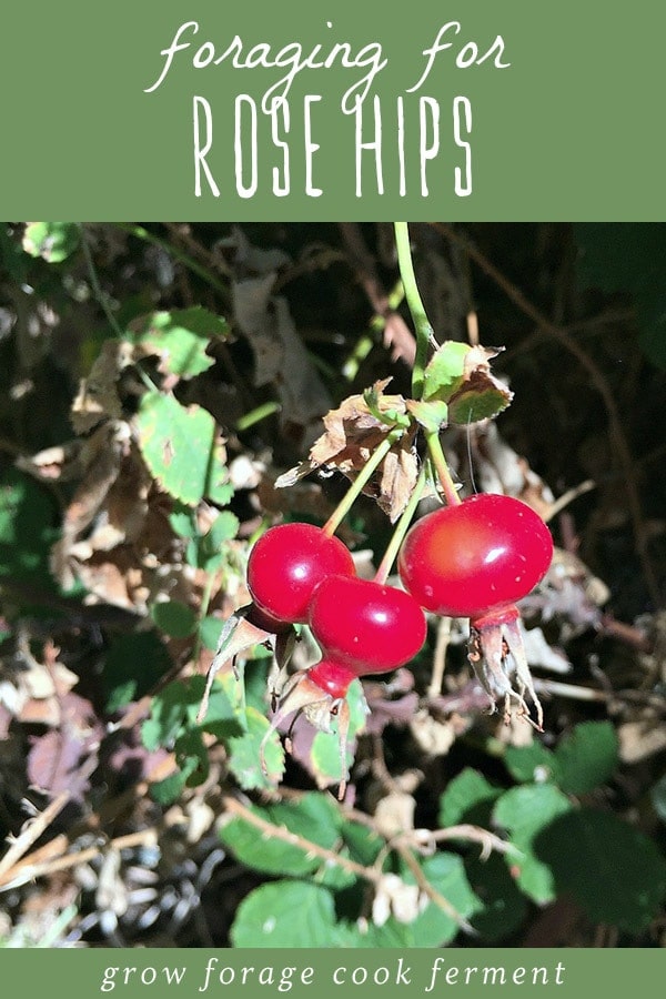 Foraging For Rose Hips