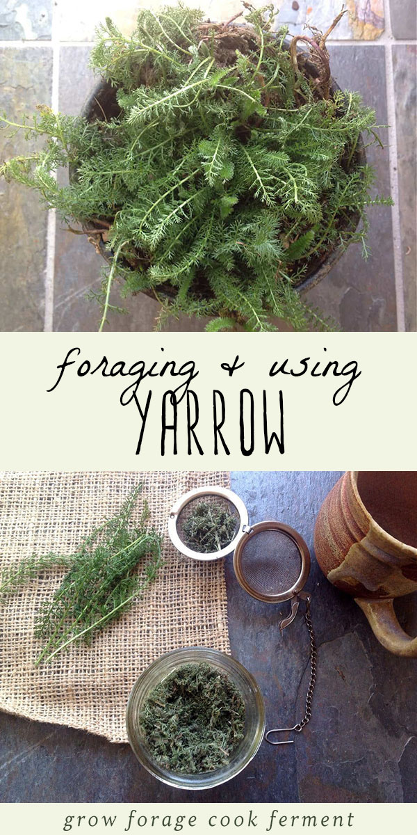 Yarrow is one of the most beneficial wild plants that there is. Foraging or wildcrafting for yarrow is easy and fun, you might even have some in your own backyard! Learn how to identify yarrow, and how to use it in your herbal medicine practice. #herbalism #foraging