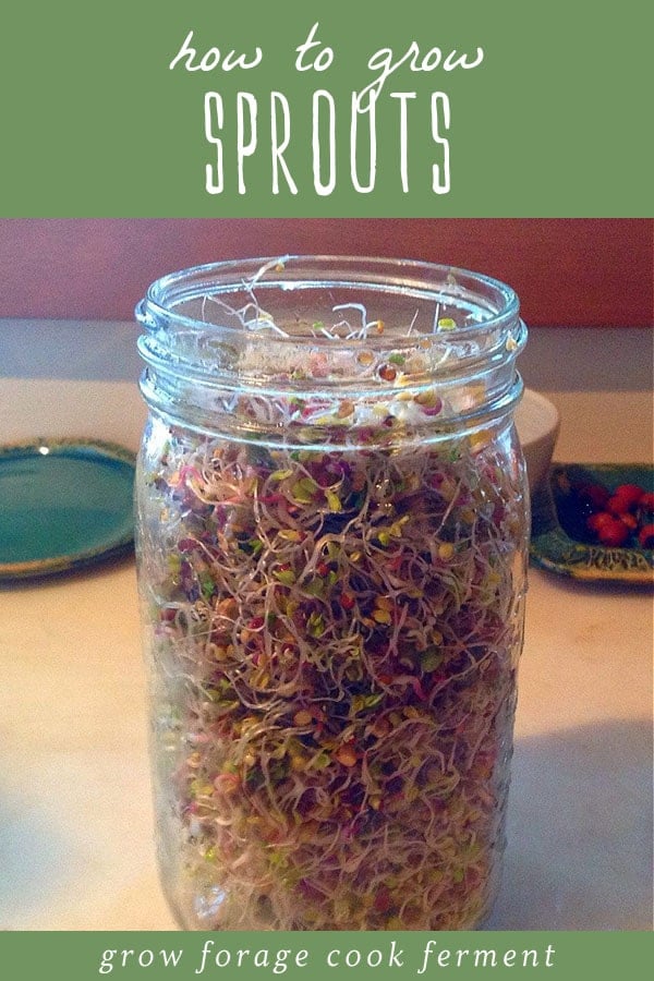 A jar of homemade sprouts.