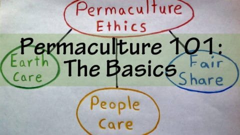 permaculture the basics