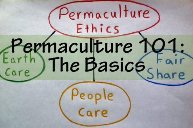 permaculture the basics