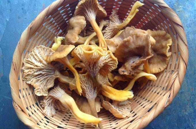 winter chanterelles