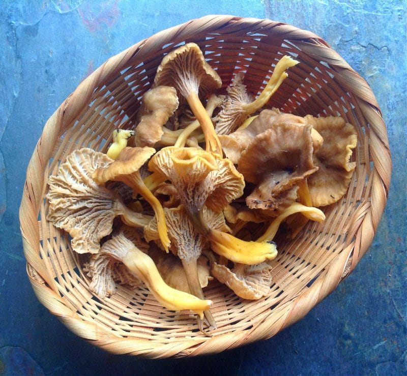 winter chanterelles in a basket