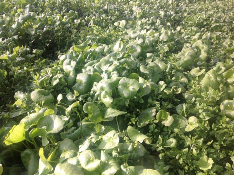 miner's lettuce