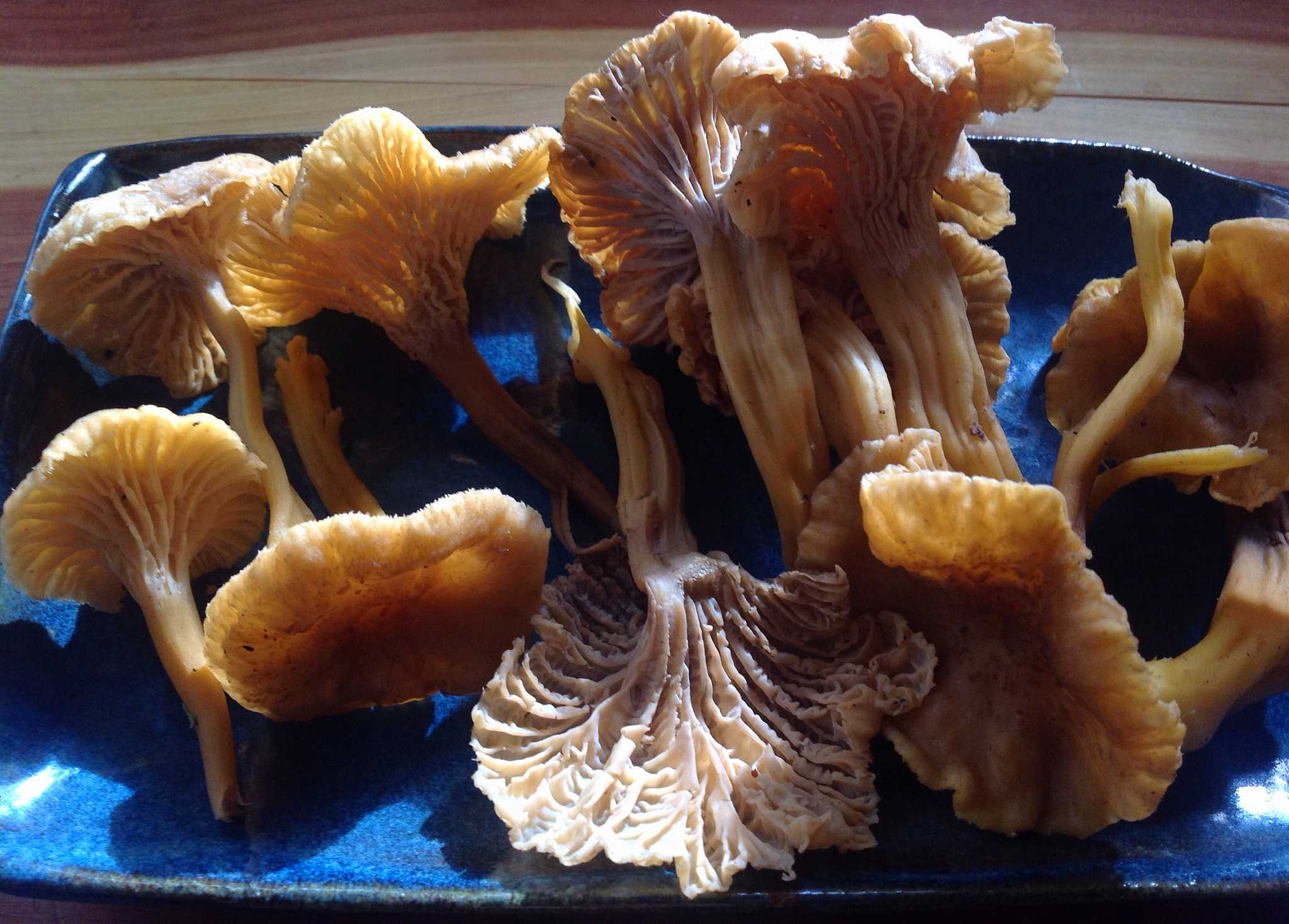 Foraging for Yellowfoot Chanterelles (Winter Chanterelle Mushrooms)