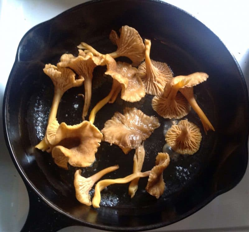 yellowfoot chanterelles or winter chanterelles in a cast iron skillet