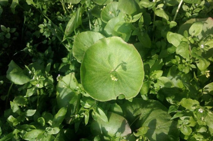 miner's lettuce