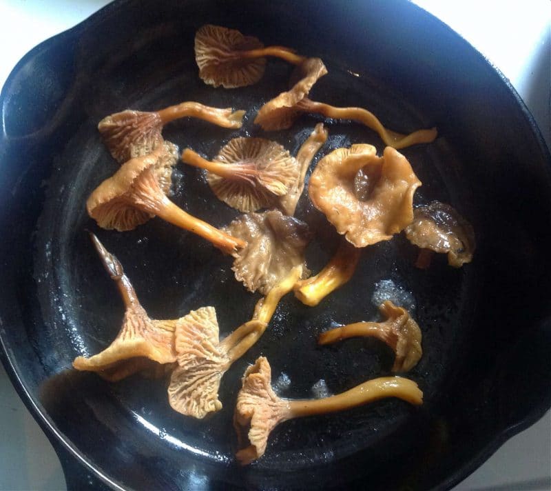 yellowfoot chanterelles exuding water in a cast iron skillet