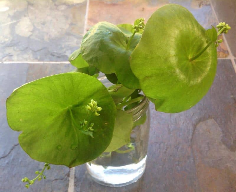 miner's littuce