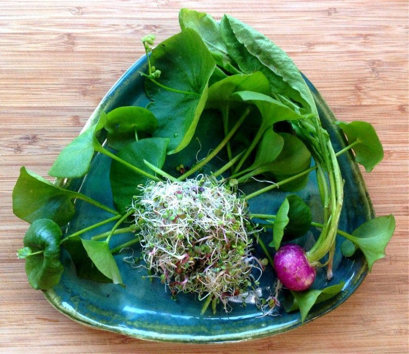 miner's lettuce salad