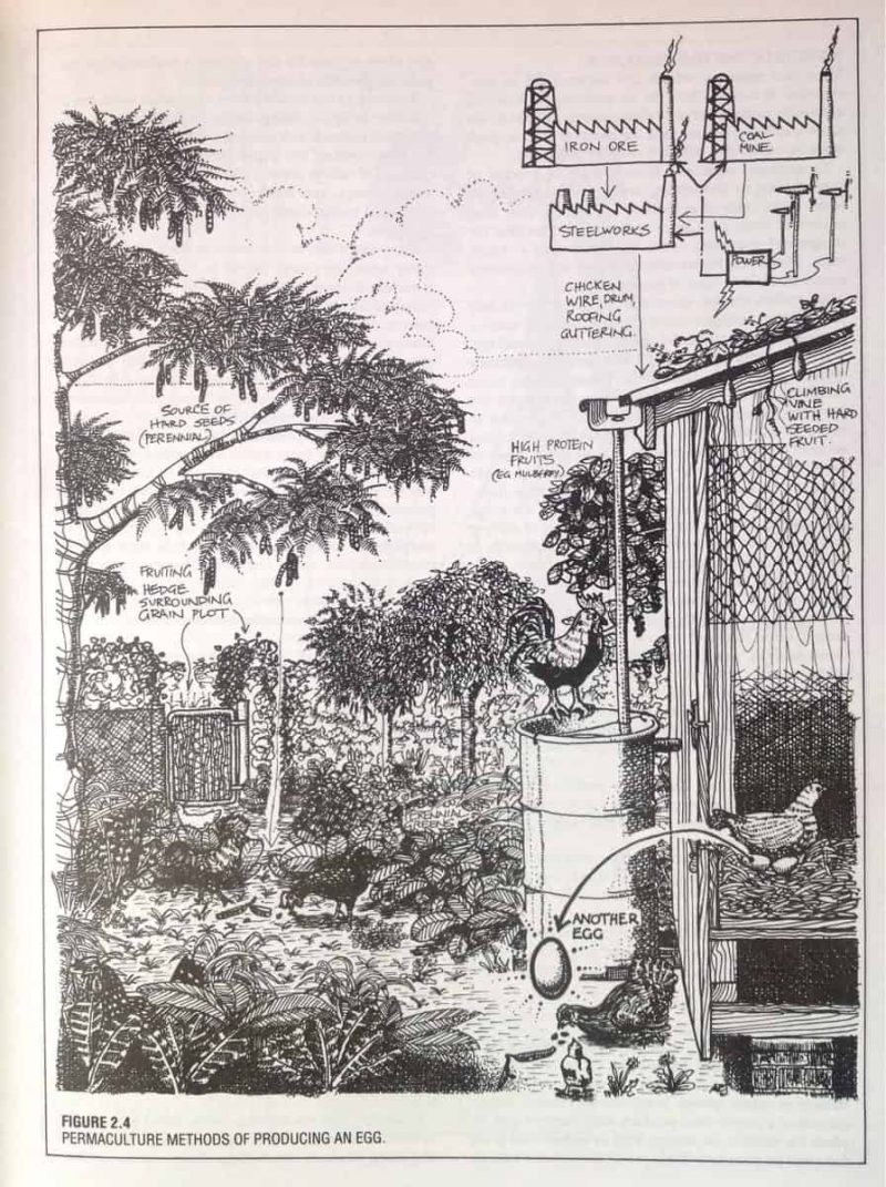 Permaculture 101: The Basics