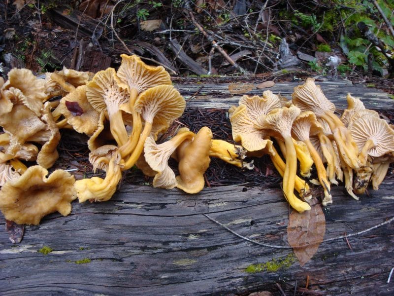 freshly harvested yellowfoot chanterelles on a log