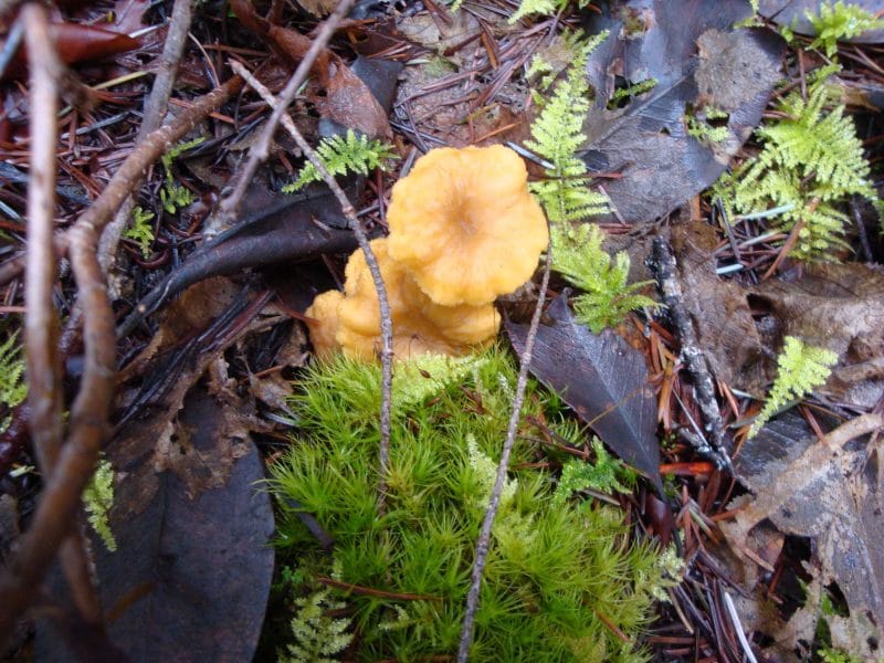 two winter chanterelles on the forest floor