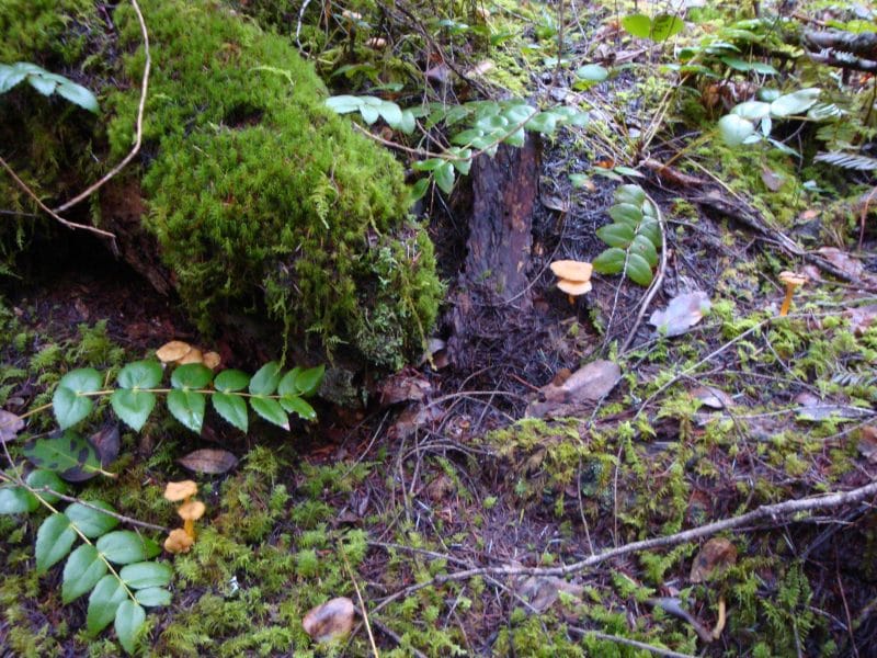 quite a few winter chanterelles here and there on the forest floor