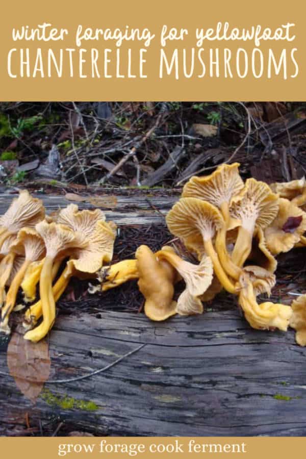 Foraging for Yellowfoot Chanterelles (Winter Chanterelle Mushrooms)