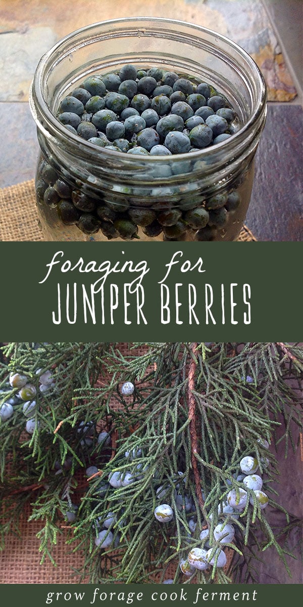 Foraging for juniper berries in the winter is easy and fun. Juniper berries have so many uses outside of making gin, including both culinary and medicinal uses (but please - don't forget the gin!). Click through to learn how to identify and forage for juniper berries, and my favorite ways to use juniper berries in the kitchen, in infusions, and for herbal remedies. #juniperberries #forage #foraging #wildcrafting #herbalmedicine #gin