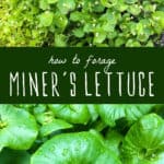 how to forage miner's lettuce