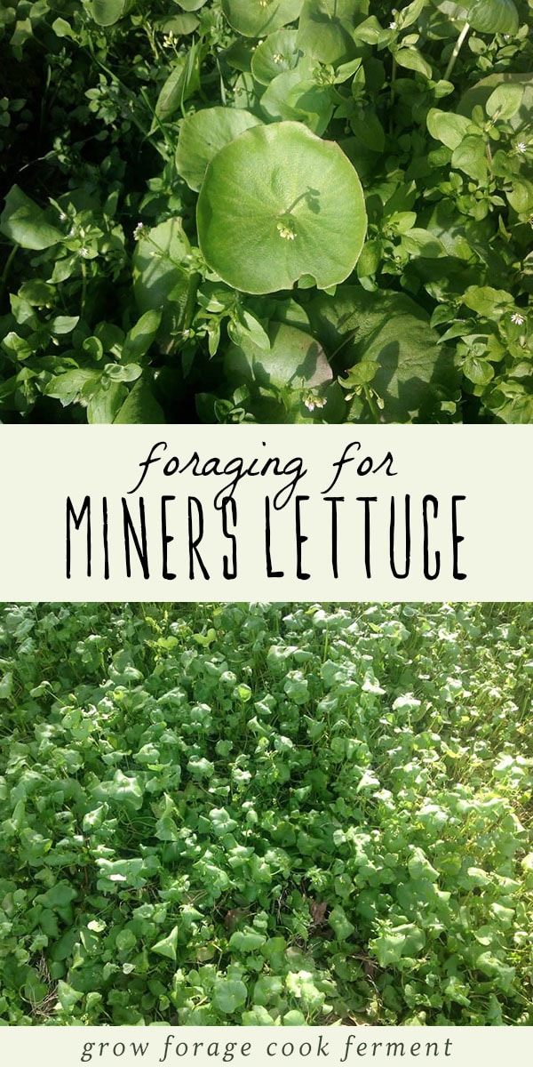 Miner's lettuce is an easy to forage for wild green that is tasty and nutritious! This wild weed is a wonderful salad green you can probably find in your own backyard. Learn everything you need to know about how to identify, forage for, and use miner's lettuce! #forage #wildcrafting