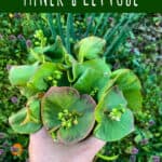 wild food foraging miner's lettuce