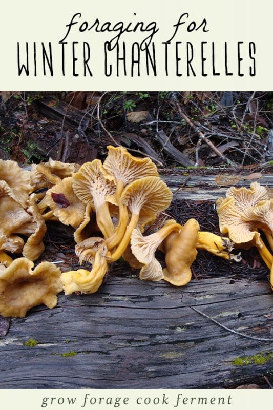 Foraging for Yellowfoot Chanterelles (Winter Chanterelle Mushrooms)