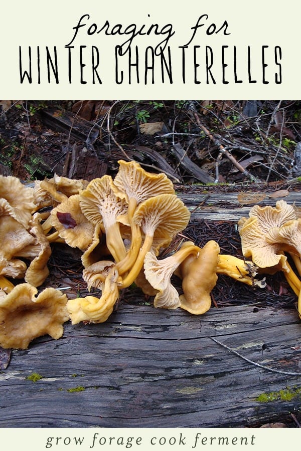 Yellowfoot, or winter, chanterelle mushrooms growing on a log in the woods.