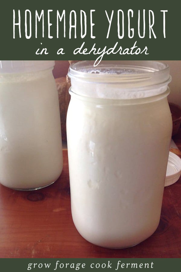 Two jars of homemade yogurt made in a dehydrator.