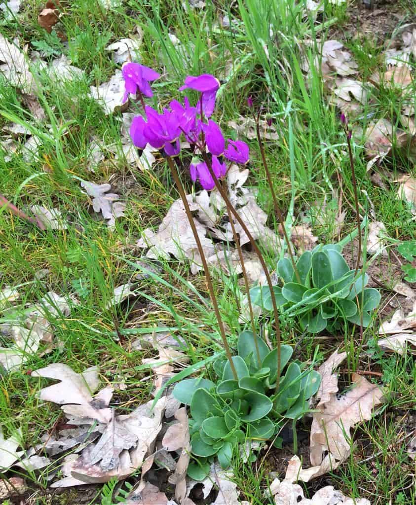 shooting star flowers