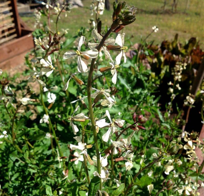 arugula bolting