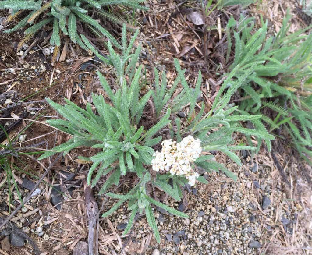 yarrow flower