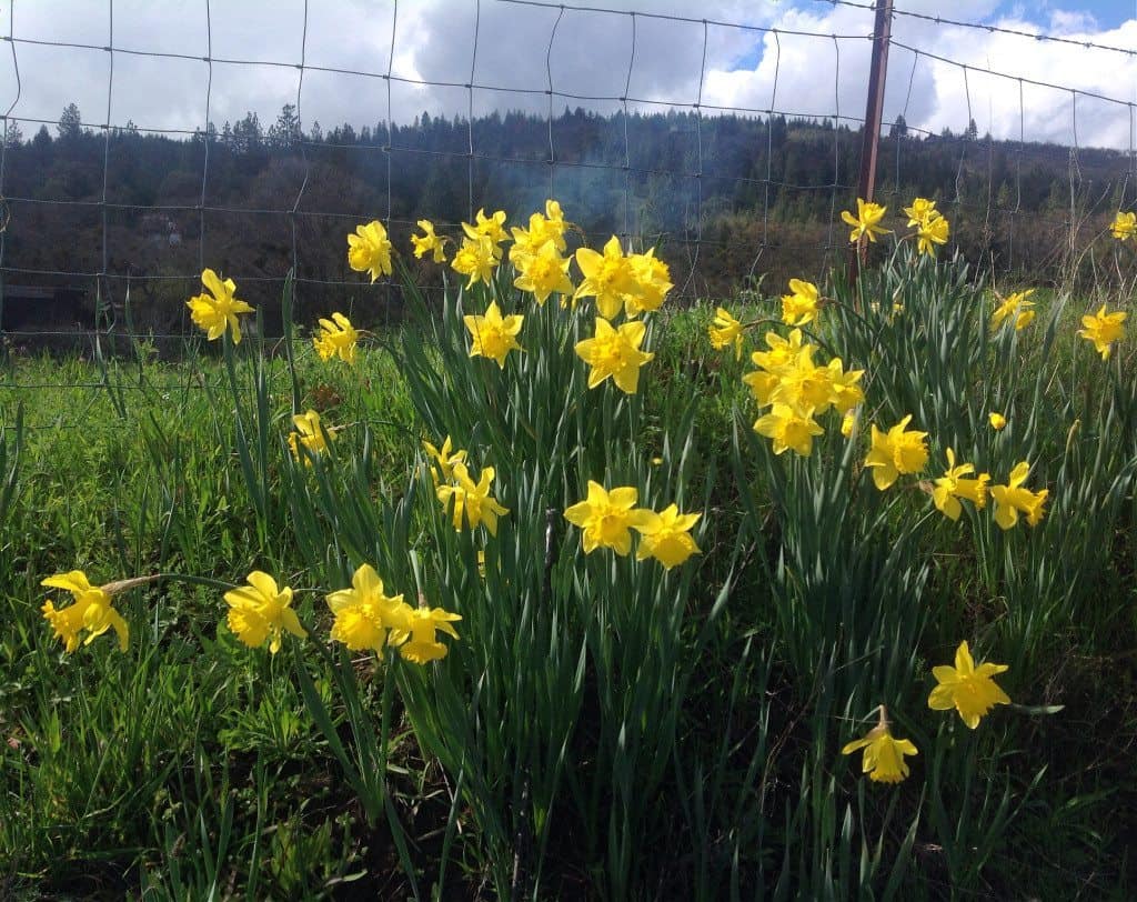 daffodils