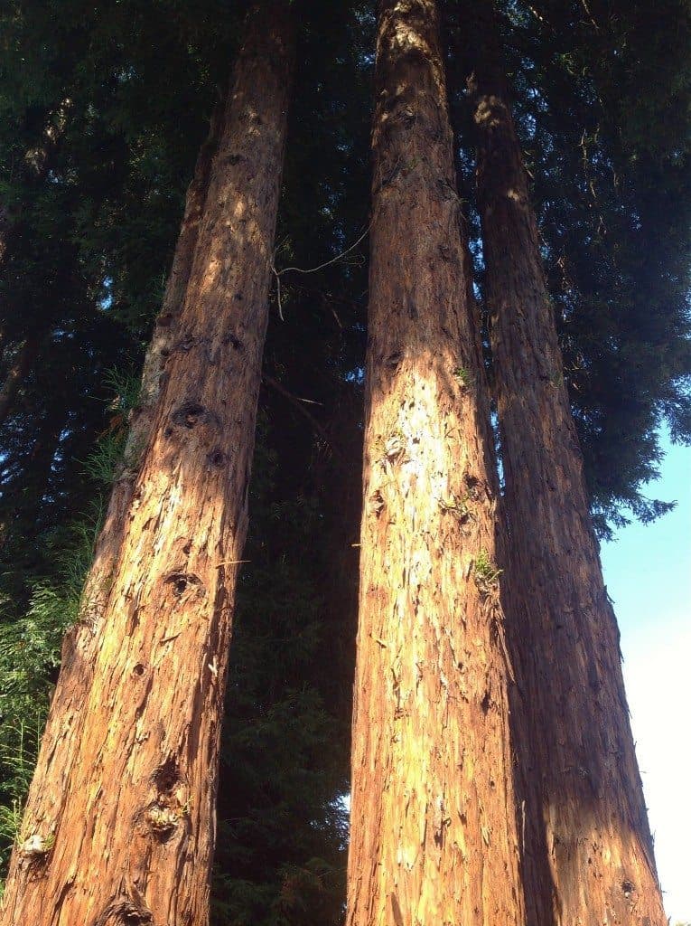 santa cruz redwoods