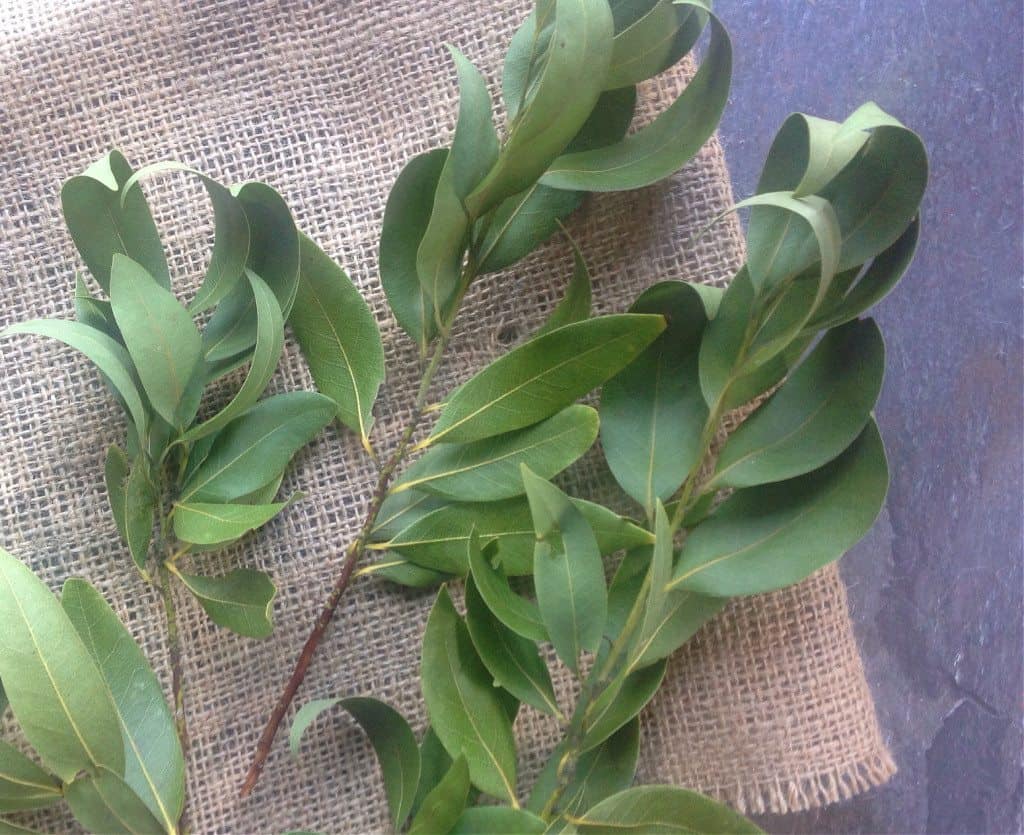 Foraging for Bay Leaves