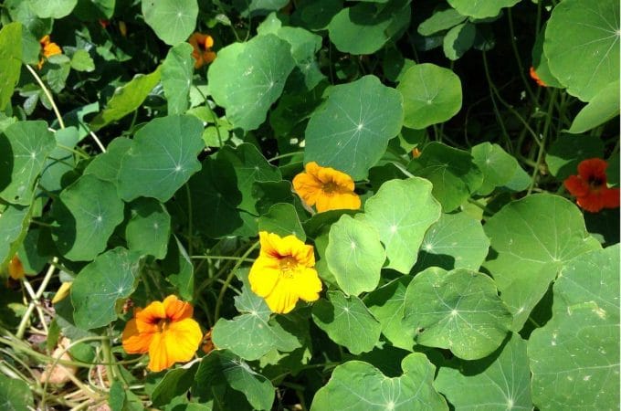 nasturtium in bloom