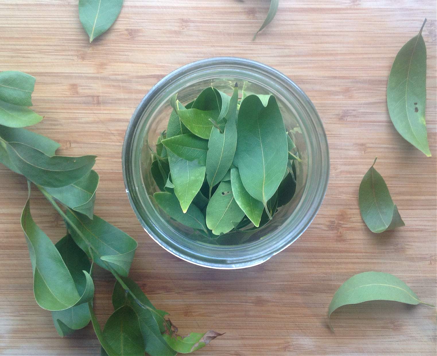 Foraging for Bay Leaves