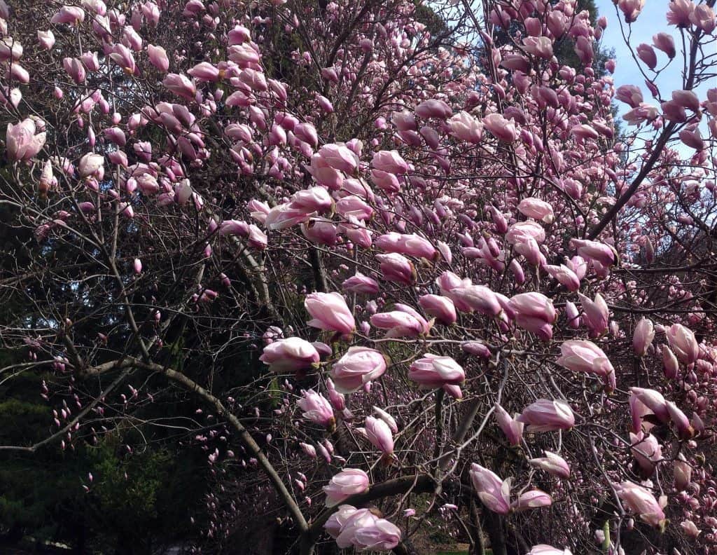 magnolia tree