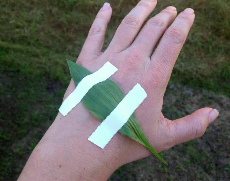 Much more than just a weed, plantain is a powerful medicinal. It's a common ingredient in herbal salves, herbal teas and and other remedies, and is a highly effective cough medicine. Learn how to identify plantain, and how to use this powerful plant in your herbalism or herbal medicine practice. #herbalism #herbalmedicine plantain leaf