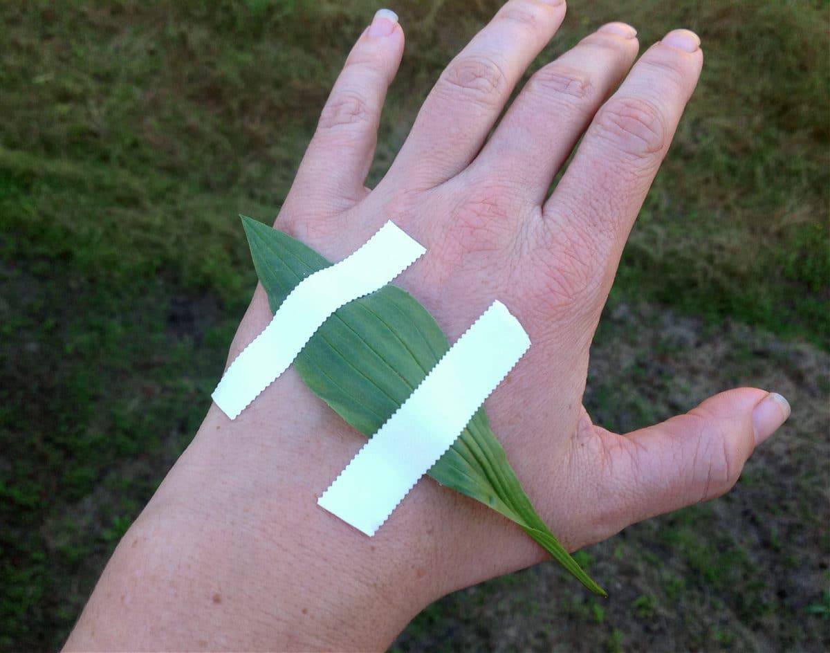 plantain leaf taped to a hand