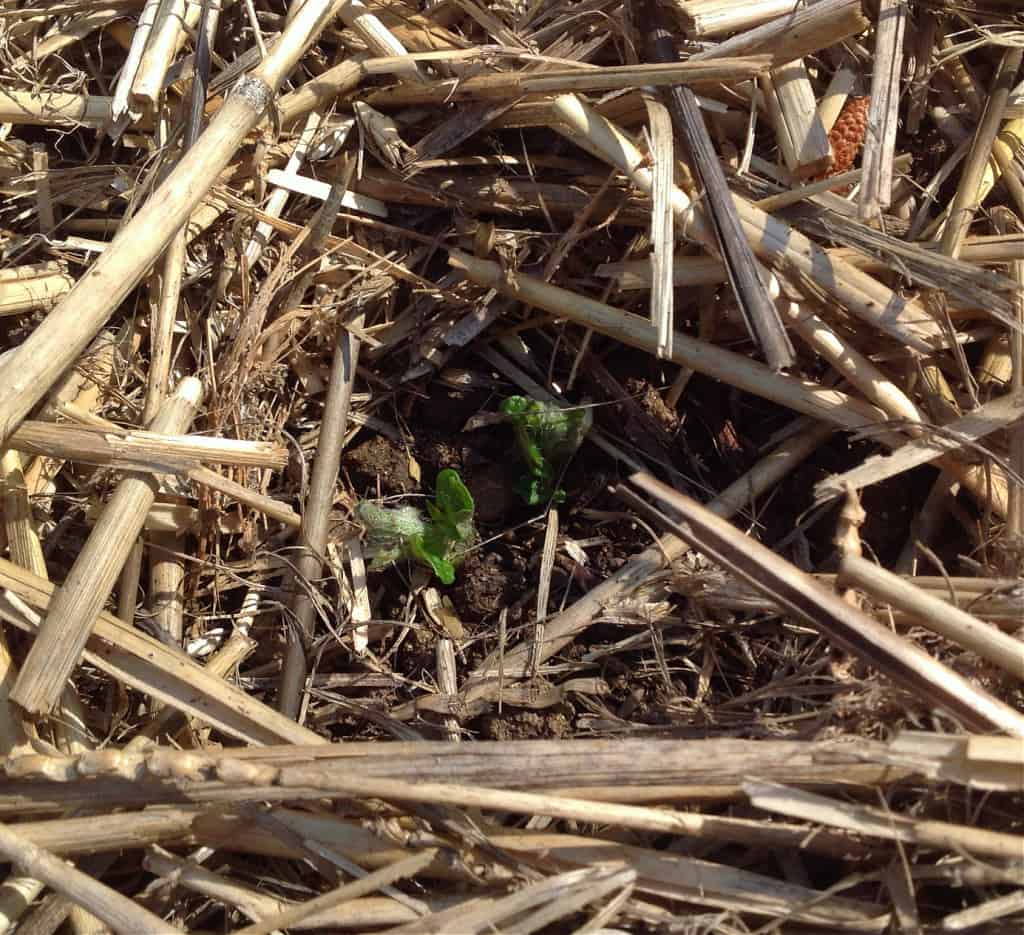 potato sprouts