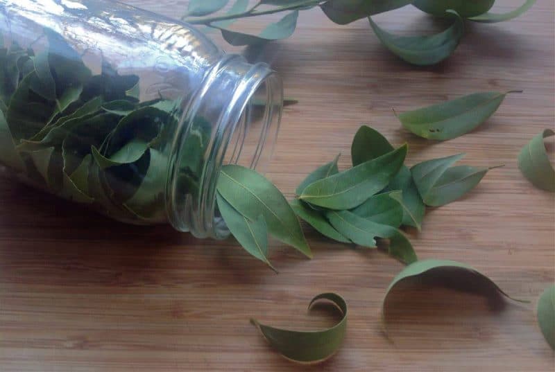 wild bay leaves