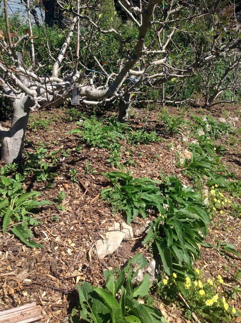 comfrey